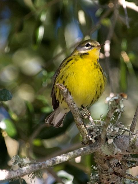 Prairie Warbler